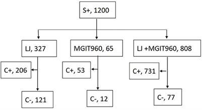 Biological interpretation of the sporadic sputum smear-positive-culture-negative outcome for patients with tuberculosis undertaking treatments